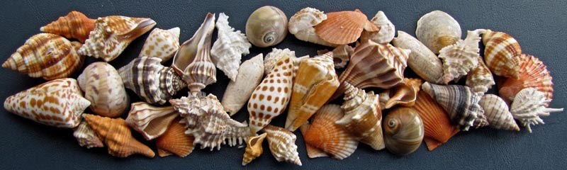 Most Exciting Tour On Sanibel Island: Find Expensive Sanibel Shells 