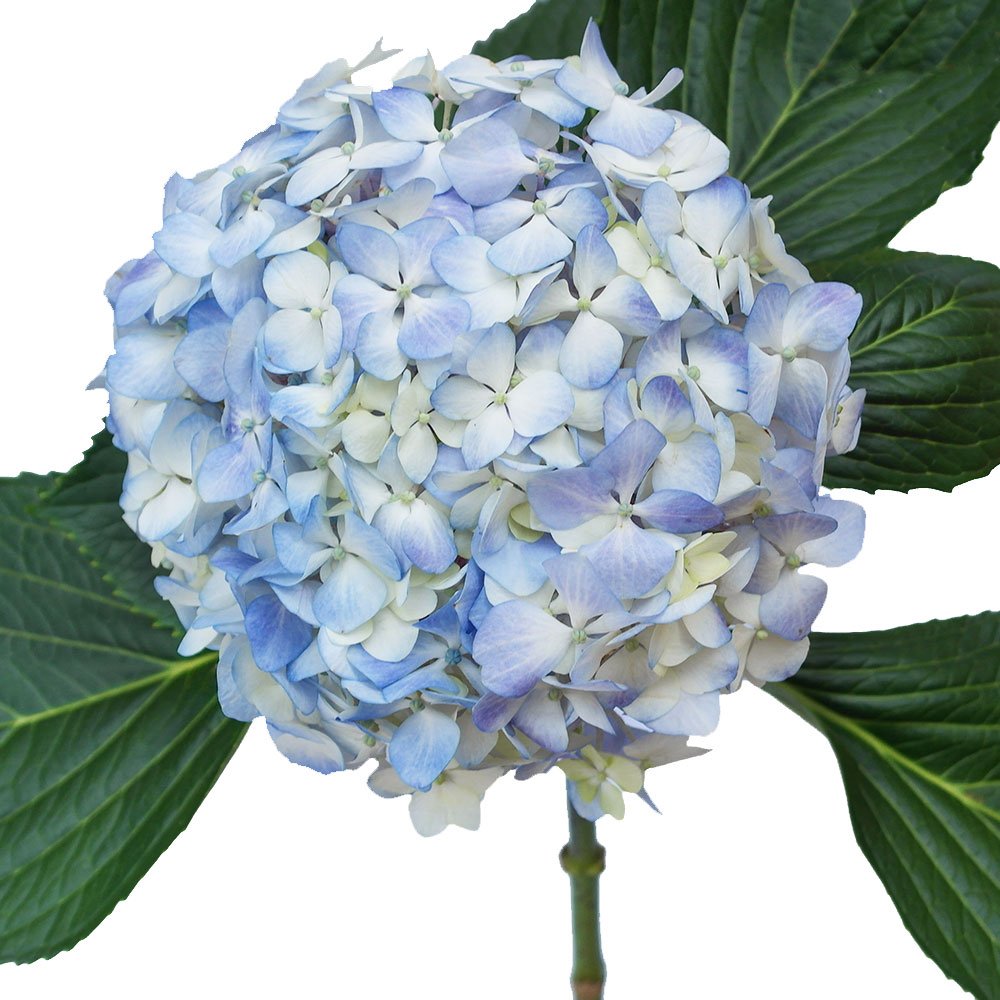 Why Should You Choose Blue Hydrangea Flowers Singapore Free Delivery